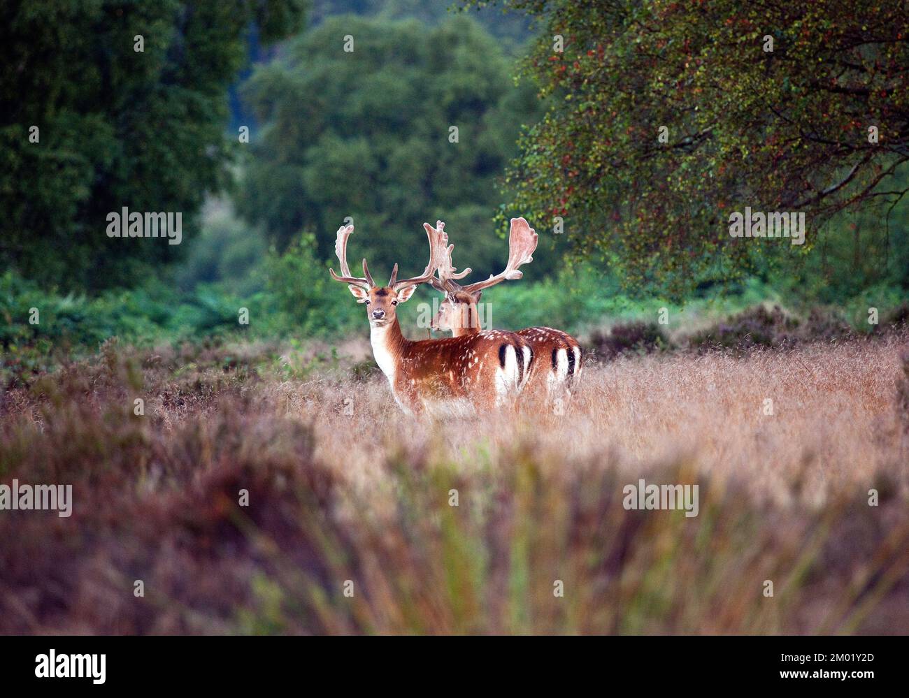 Fallow deer a pair of mature wild stags seen on Cannock Chase AONB an
