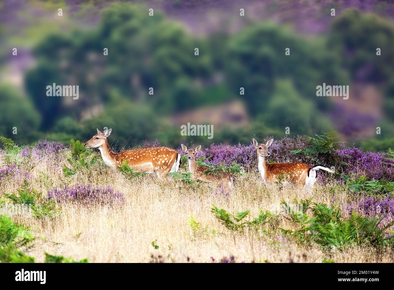 Fallow deer seen on Cannock Chase AONB an Area of Outstanding Natural