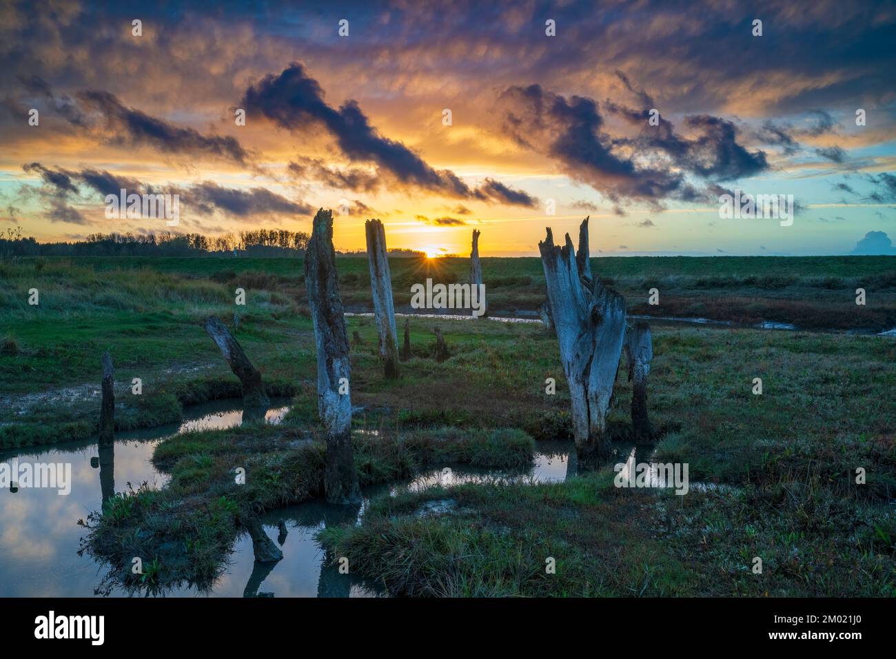 The remains of old wooden posts in marshland, at sunset, Thornham salt marshes, North Norfolk Coast, England, UK Stock Photo