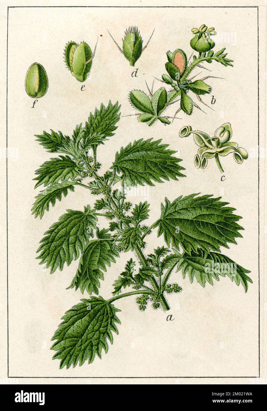annual nettle Urtica urens,  (botany book, 1905), Kleine Brennnessel Stock Photo