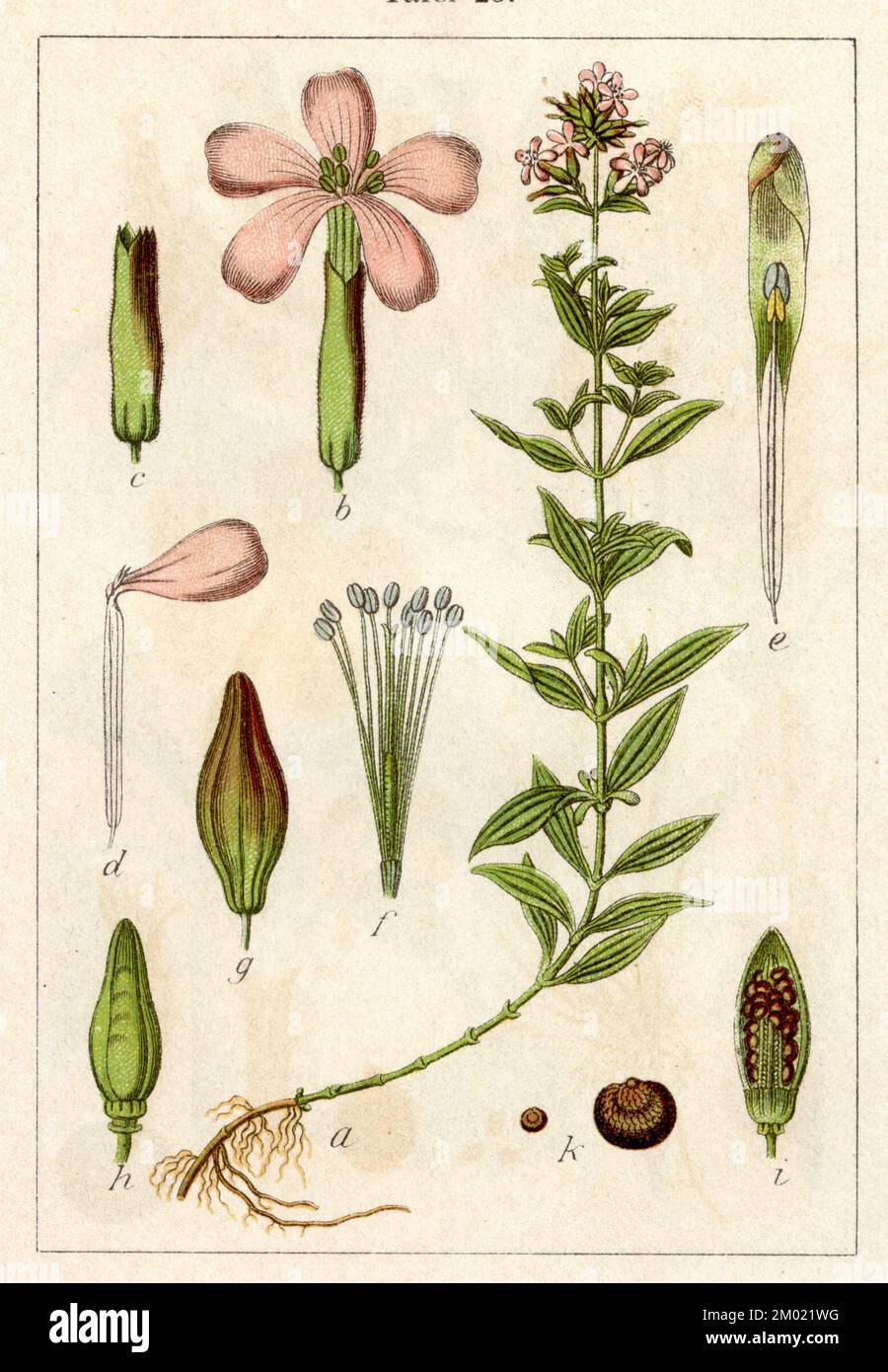 common soapwort Saponaria officinalis,  (botany book, 1901), Gewöhnliches Seifenkraut Stock Photo