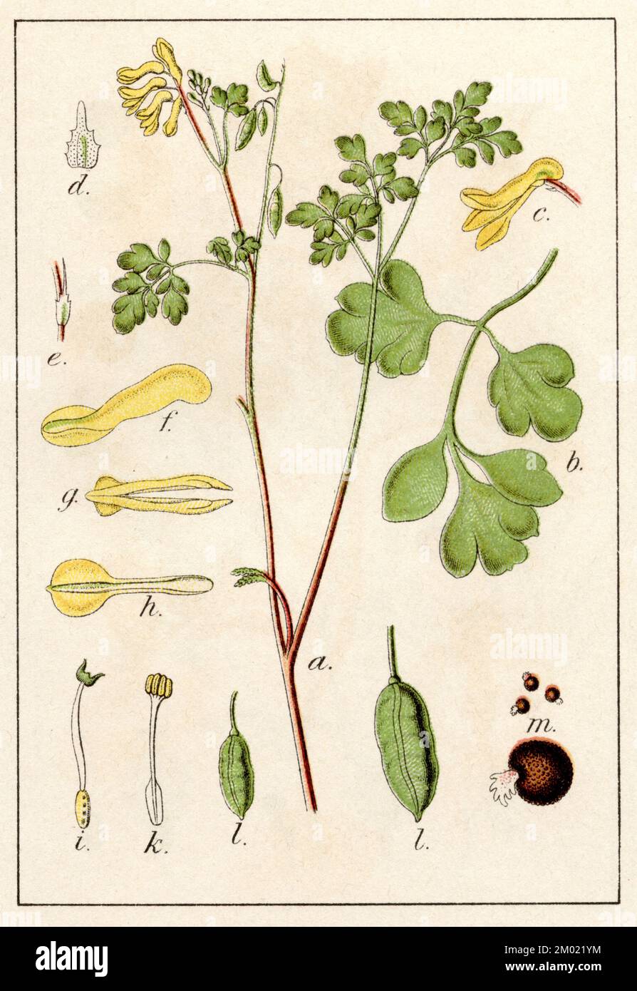 rock fumewort, yellow corydalis Pseudofumaria lutea,  (botany book, 1902), Gelber Lerchensporn Stock Photo