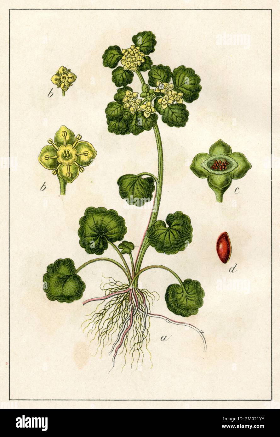 alternate-leaf golden saxifrage Chrysosplenium alternifolium,  (botany book, 1902), Wechselblättriges Milzkraut Stock Photo