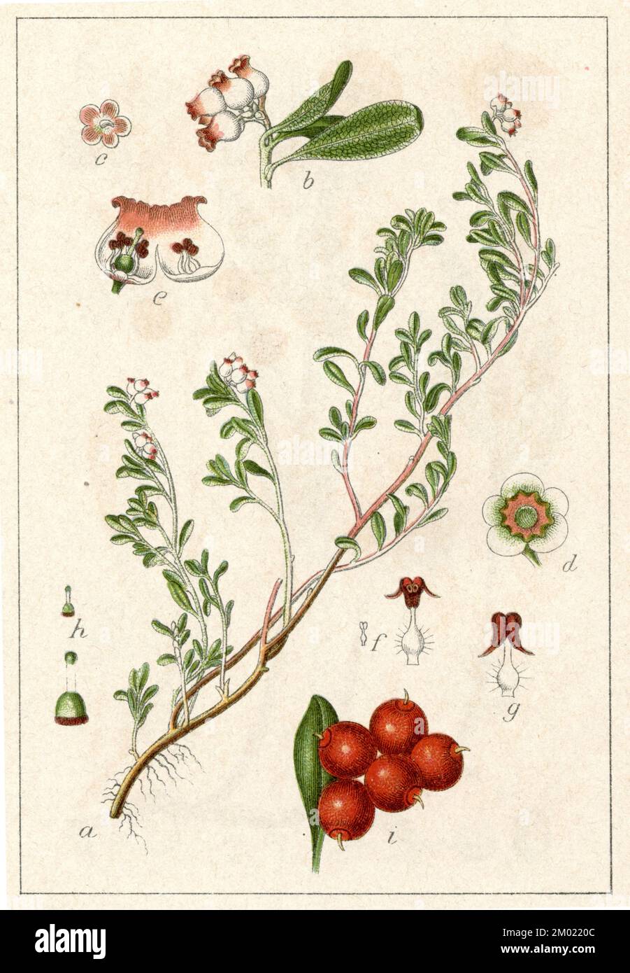 bearberry Arctostaphylos uva-ursi,  (botany book, 1901), Echte Bärentraube Stock Photo