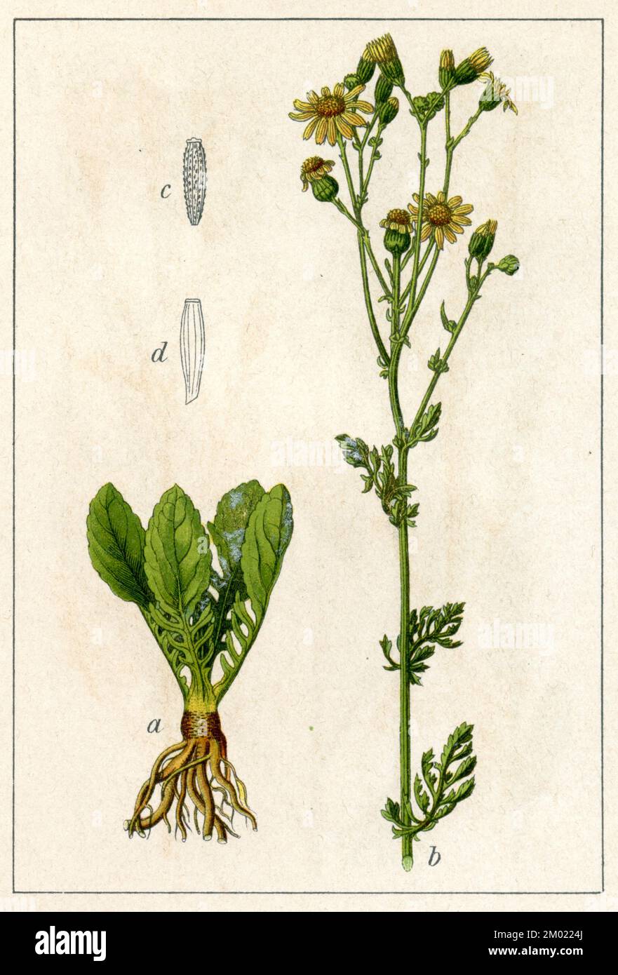 stinking willie Senecio jacobaea,  (botany book, 1905), Jakobs-Greiskraut Stock Photo