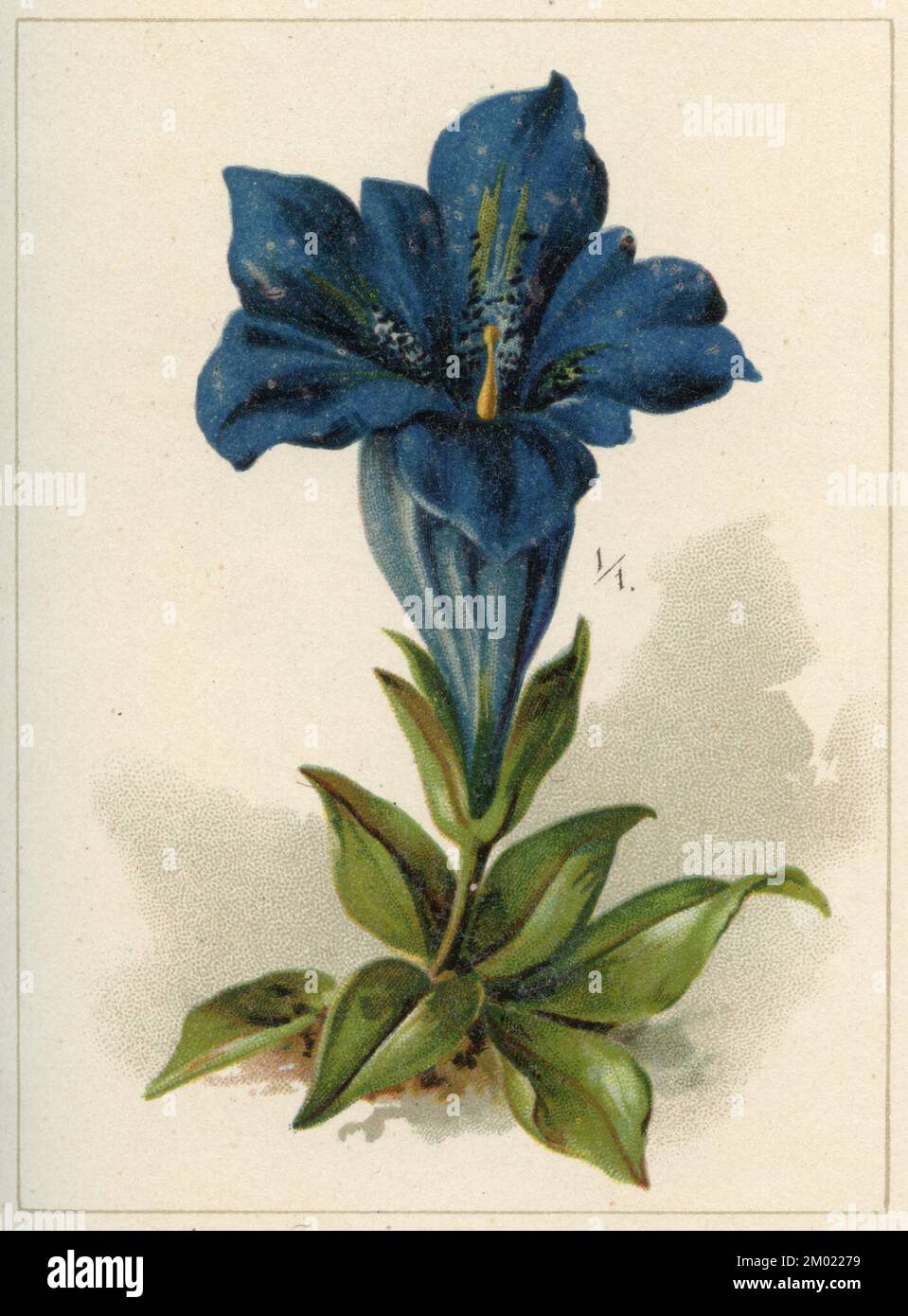 Stemless Gentian Gentiana acaulis,  (garden book, 1896), Kochscher Enzian Stock Photo