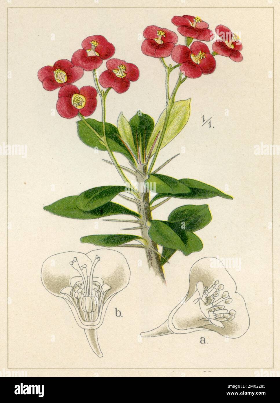 Christ plant Euphorbia milii, (garden book, 1896), Christusdorn Stock ...