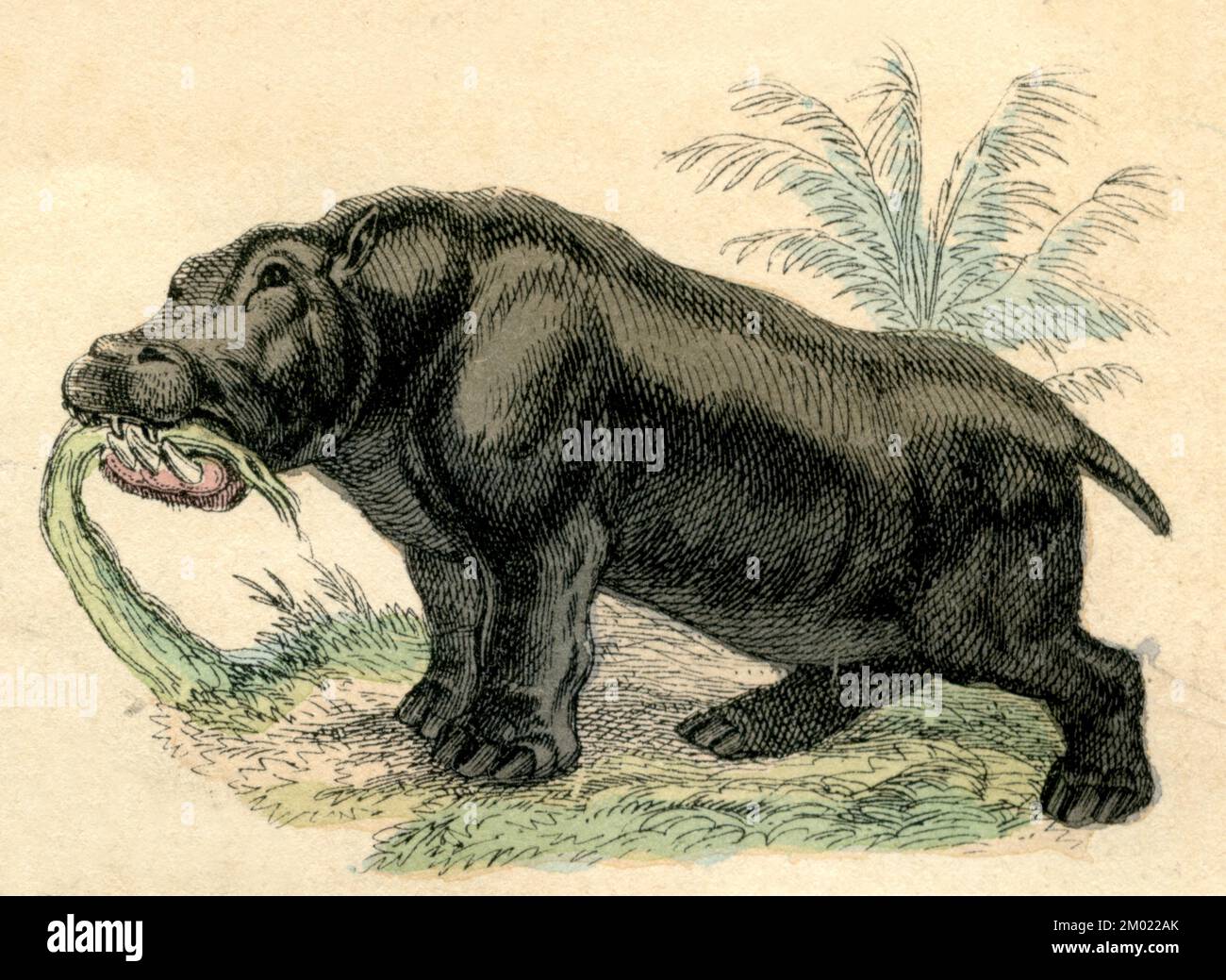 hippopotamus Hippopotamus amphibius,  (natural history book, 1861), Flusspferd Stock Photo