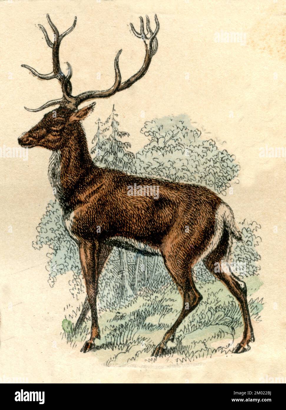 Red Deer Cervus elaphus,  (natural history book, 1861), Rothirsch Stock Photo