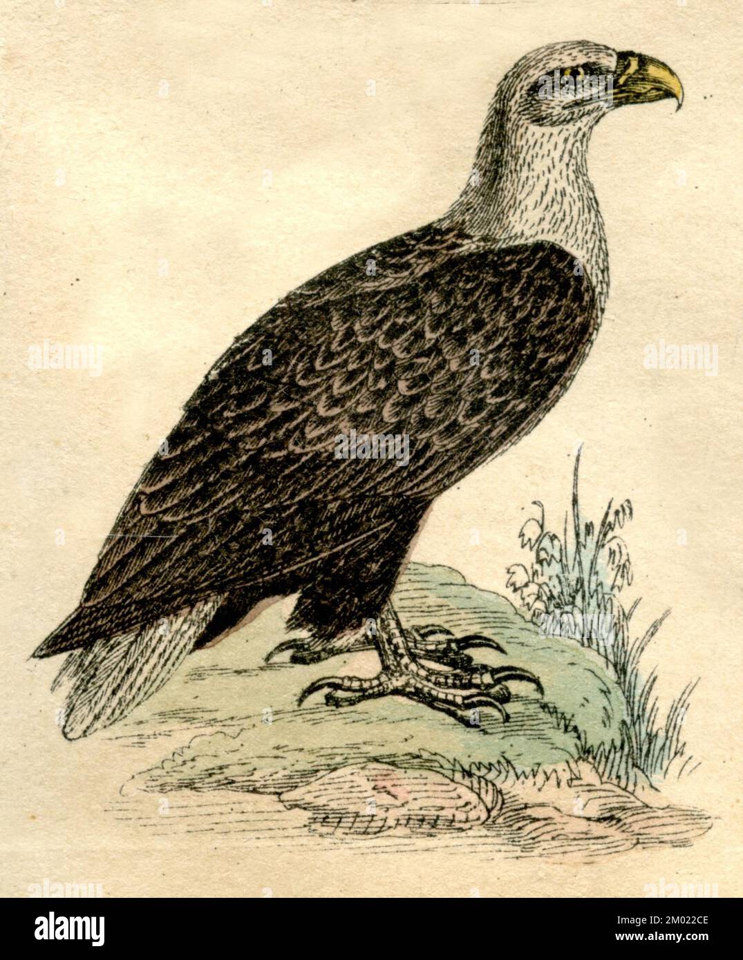 White-tailed Sea Eagle Haliaeetus albicilla,  (natural history book, 1861), Seeadler Stock Photo