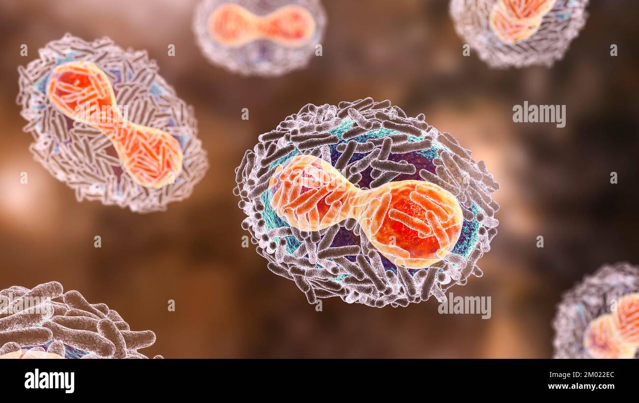 Monkeypox virus particles, illustration. Monkeypox virus is found near rainforests in Central and West Africa and causes disease in humans and monkeys Stock Photo