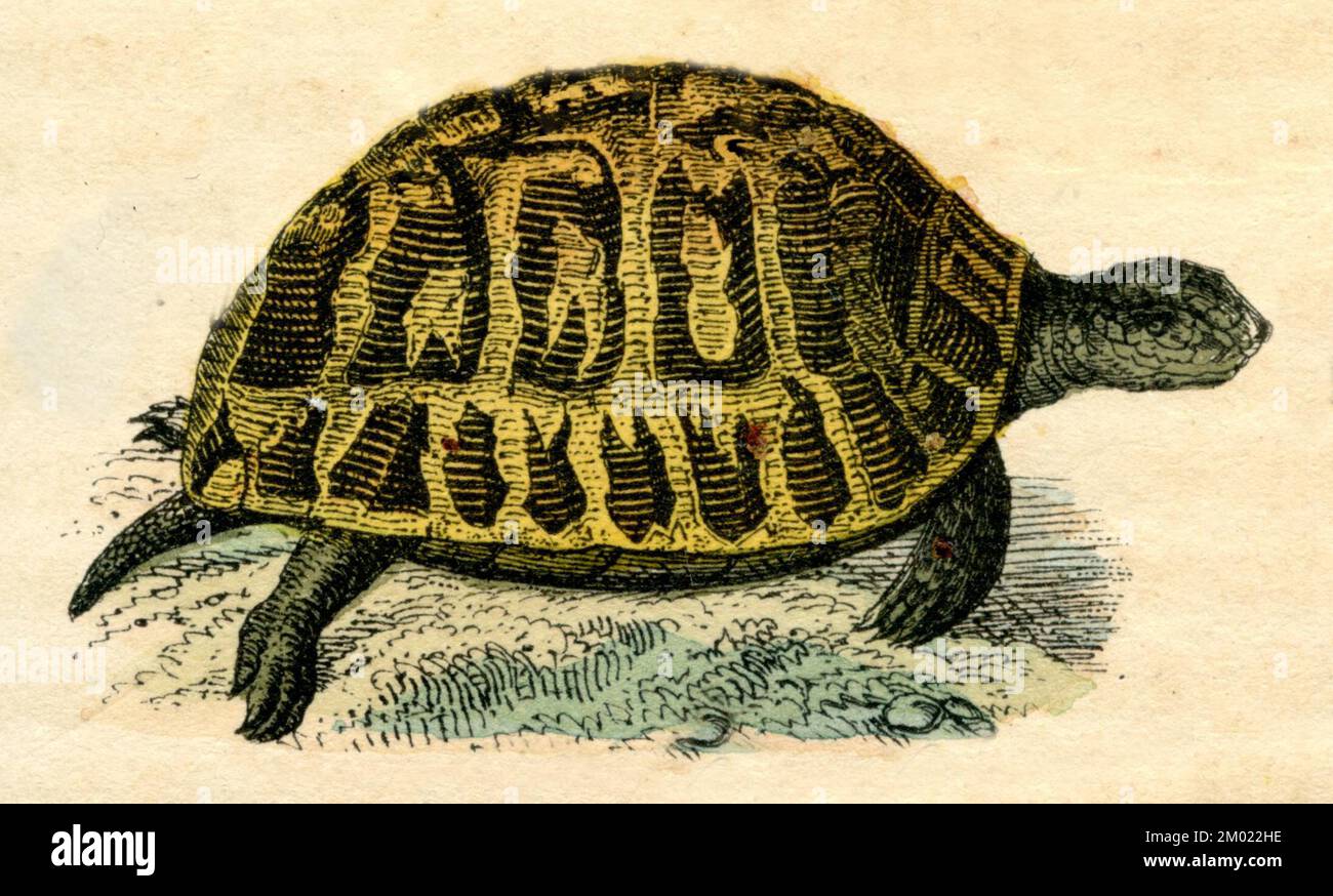 Griechische spur hires stock photography and images Alamy