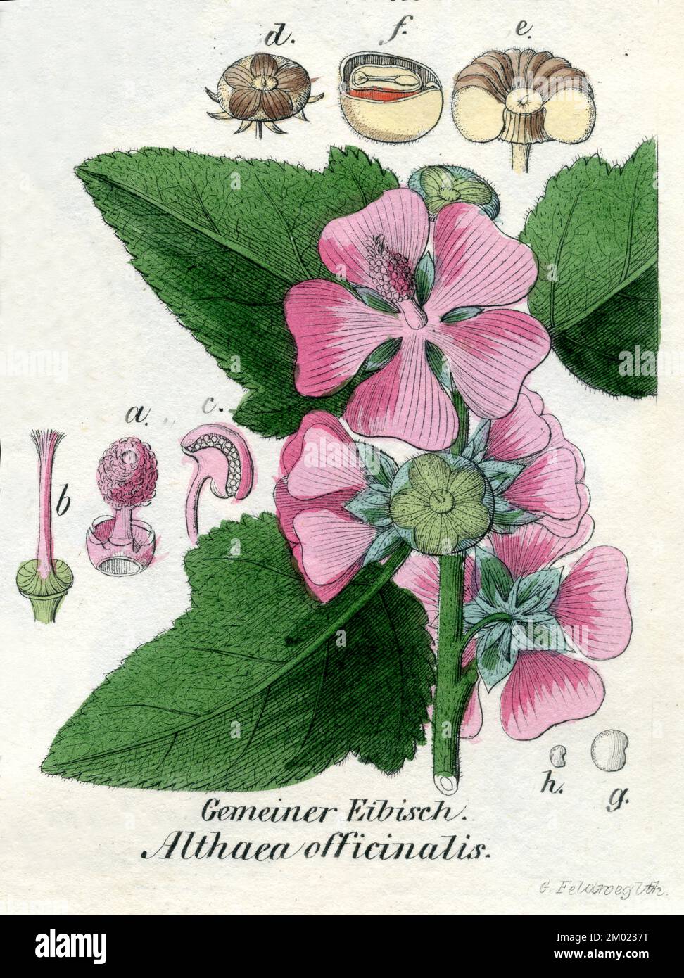 common marshmallow Althaea officinalis, Feldweg (botany book, 1850), Echter Eibisch Stock Photo