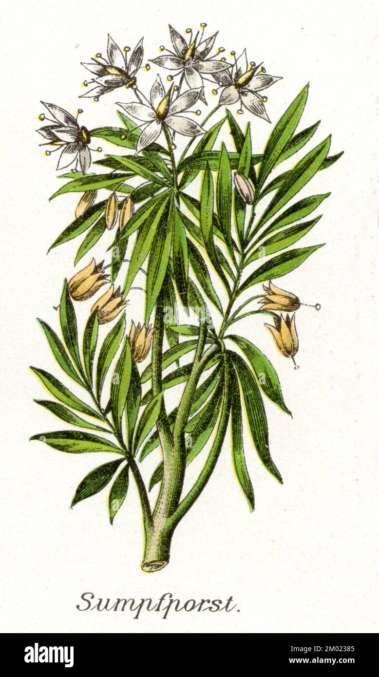 Sumpf porst hi-res stock photography and images - Alamy