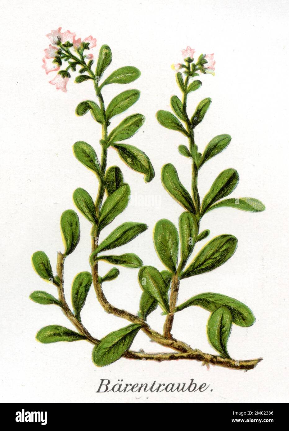 bearberry Arctostaphylos uva-ursi,  (Health book, 1911), Echte Bärentraube Stock Photo