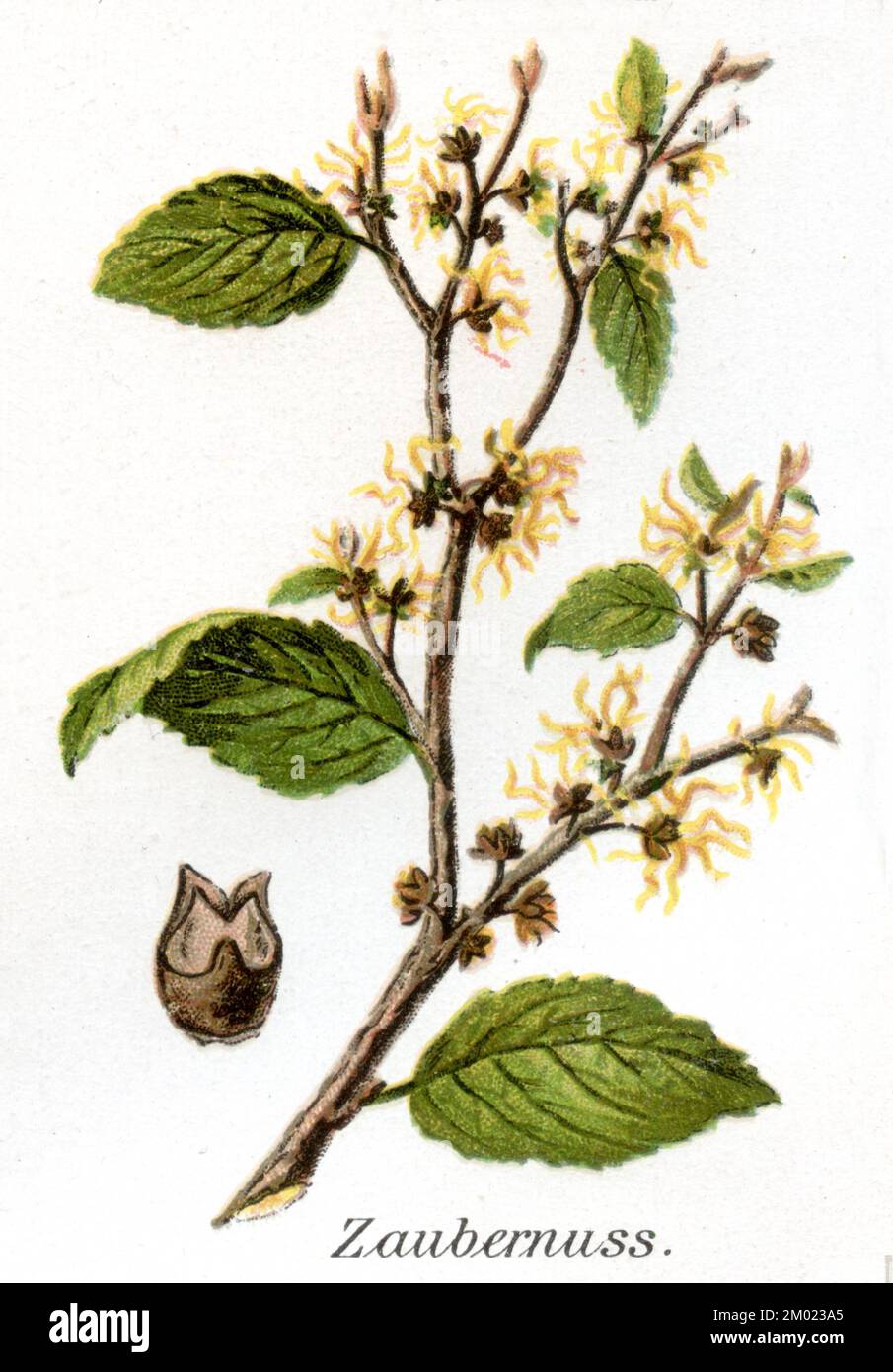 American witch-hazel; Hamamelis virginiana,  (Health book, 1911), Virginische Zaubernuss Stock Photo