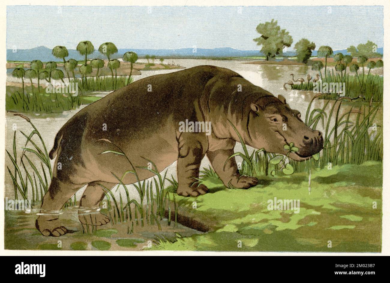 hippopotamus Hippopotamus amphibius,  (biology book, 1884), Flusspferd Stock Photo