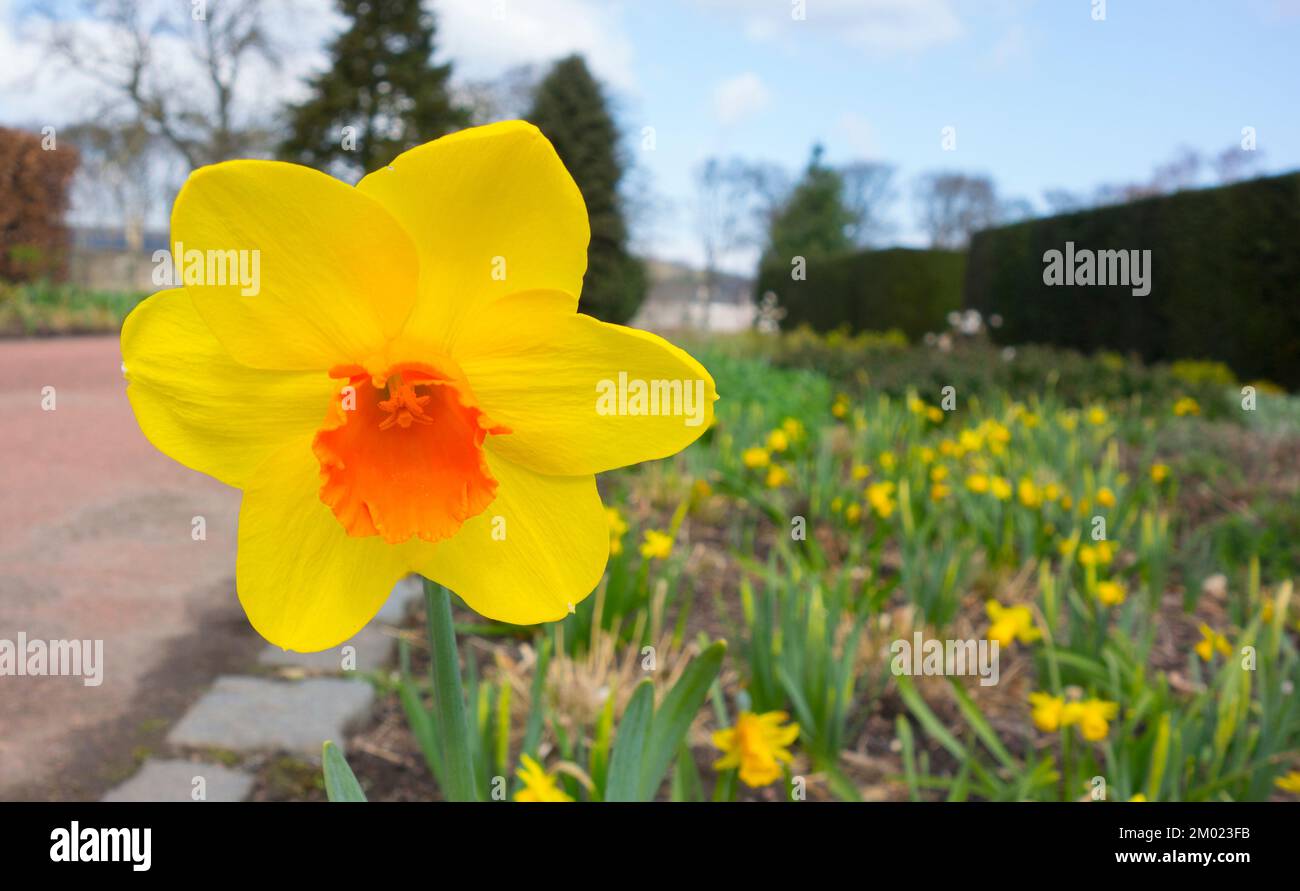Daffodil in Rose Garden with Path and Trees Behind Stock Photo Alamy