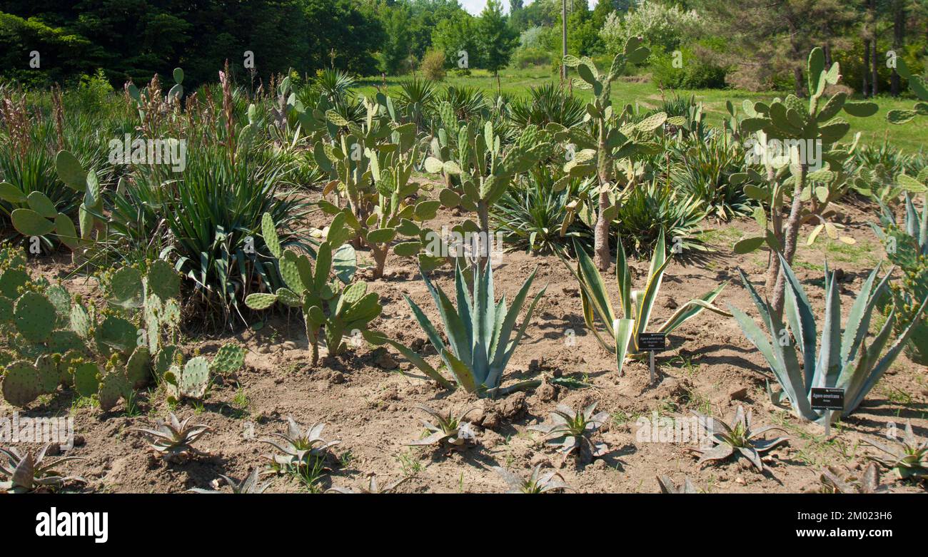 Garden of cactuses in Botanic garden Ecopark St. Constantine and Helena resort Bulgaria Stock Photo
