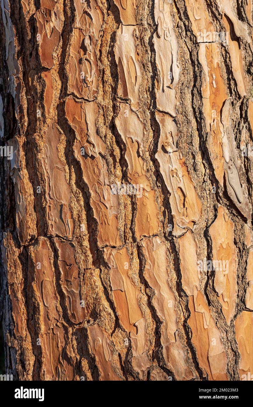 Extreme close-up of a maritime pine bark (pinus pinaster). Wooden texture, pattern or background, photography. Stock Photo
