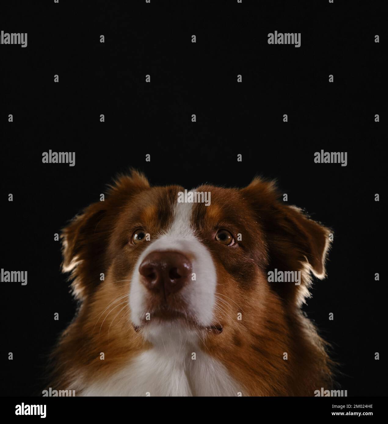 Studio portrait of brown Australian Shepherd. Thoroughbred dog on dark background head close-up, look carefully up with serious face. Aussie red trico Stock Photo