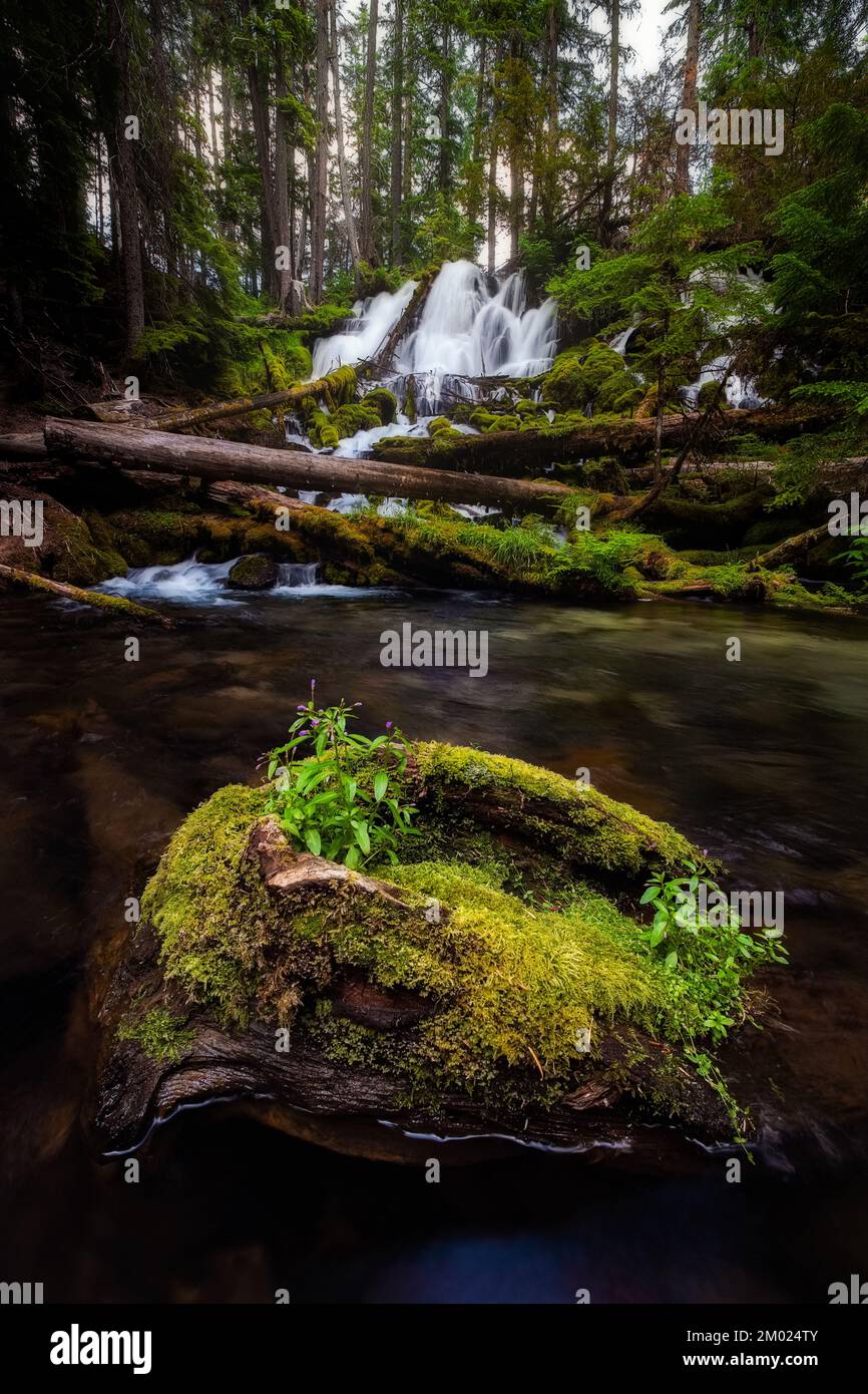 Clearwater Falls, Umpqua National Forest, Oregon Stock Photo