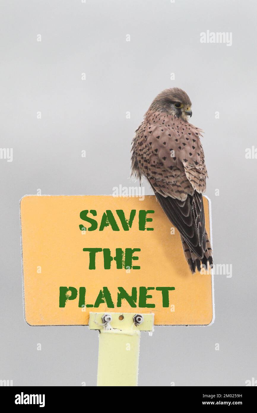 Hawk perched on yellow sign during a cold foggy day - Sign reads 'Save the Planet' - concept of activism for the planet and nature conservation - Vert Stock Photo