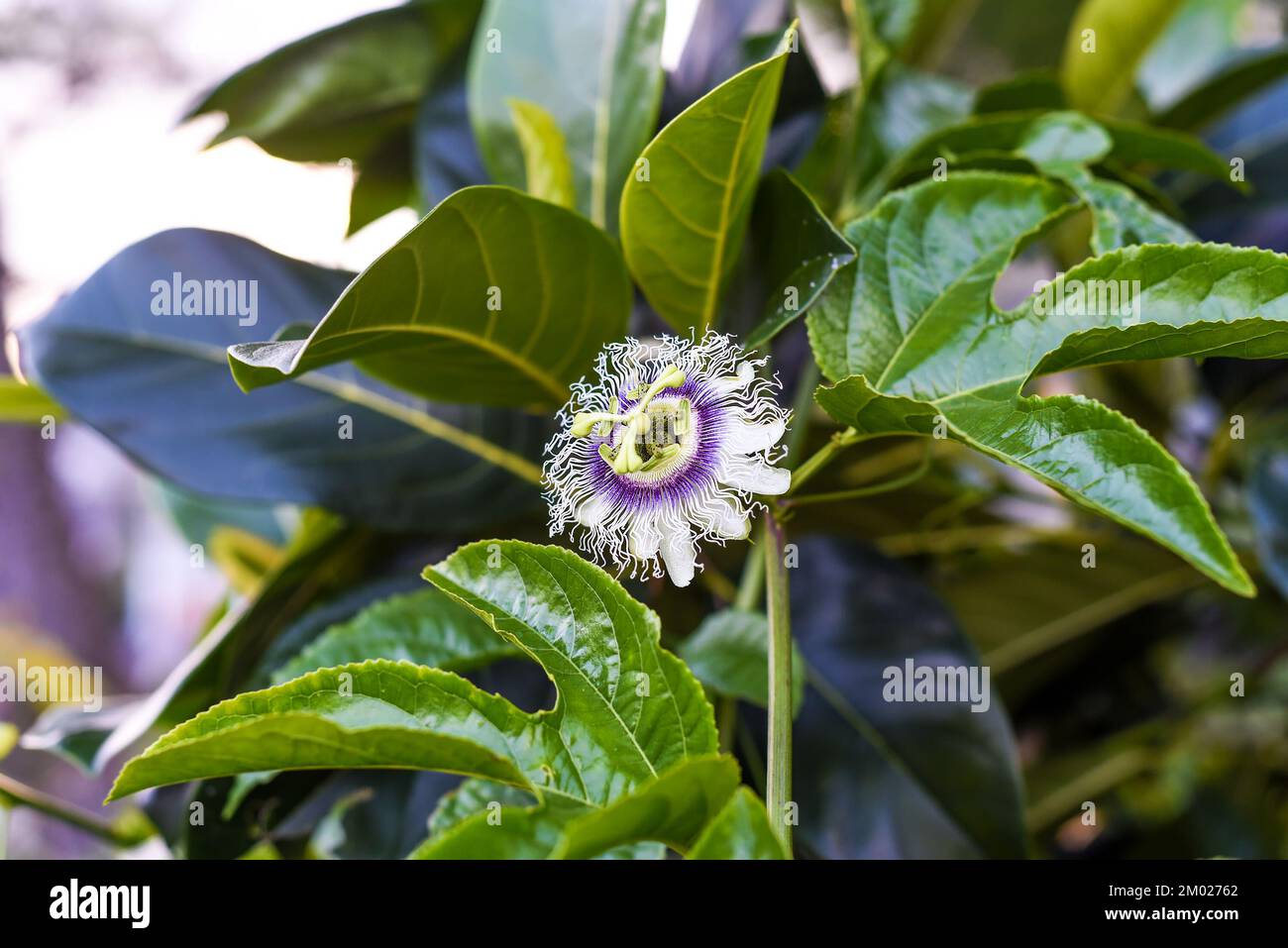 Passiflora edulis or flower of passion fruit growing in Da Lat Vietnam Stock Photo