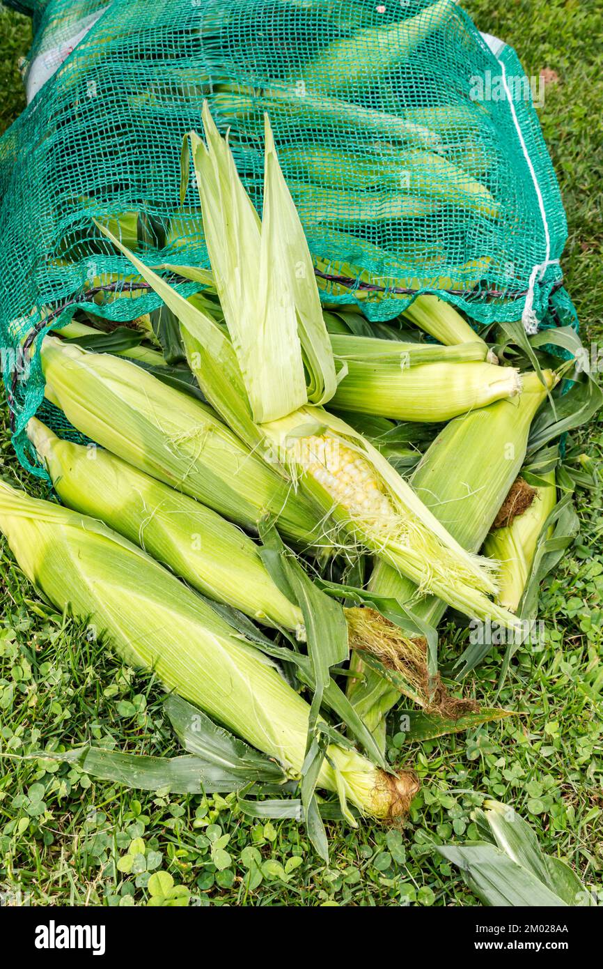 Bag of fresh corn on the cob. Uncooked corn cobs in a big bag outside