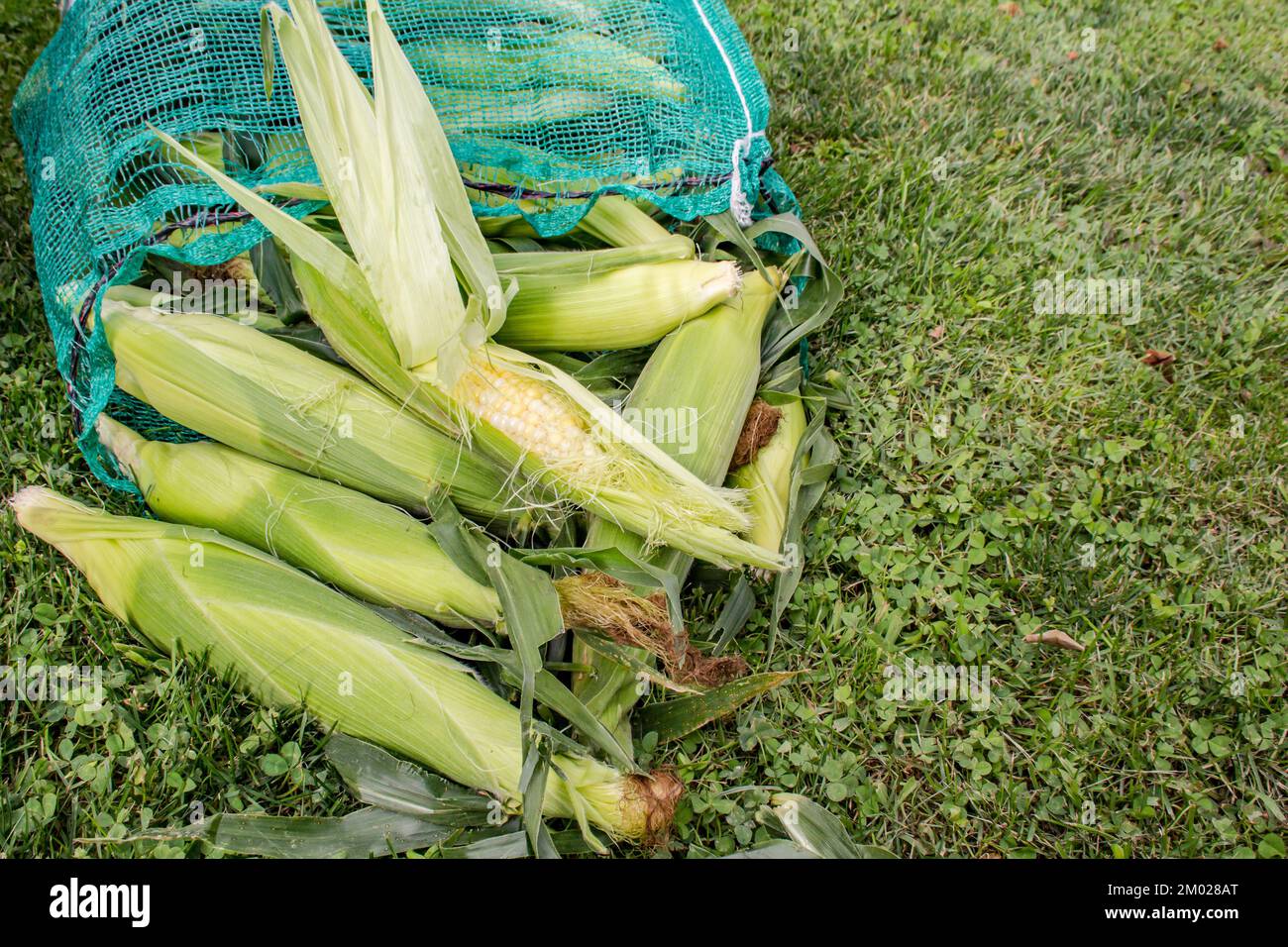Uncooked corn cobs in a big bag outside for a cornhusking party