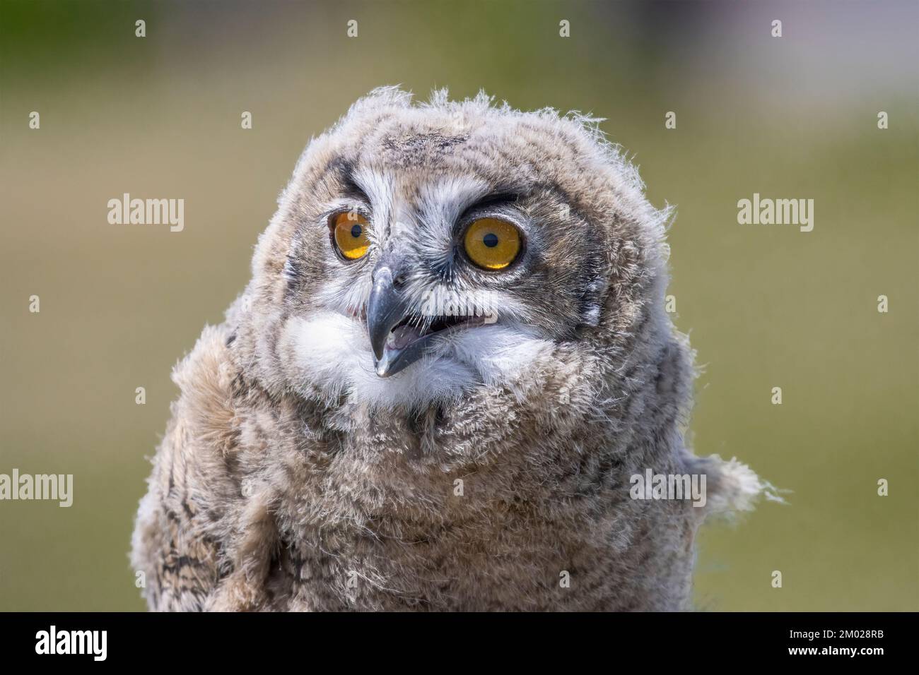 Close Up of Eight Week Old Eurasian Eagle Owl Owlet ( Bubo Bubo) Stock Photo