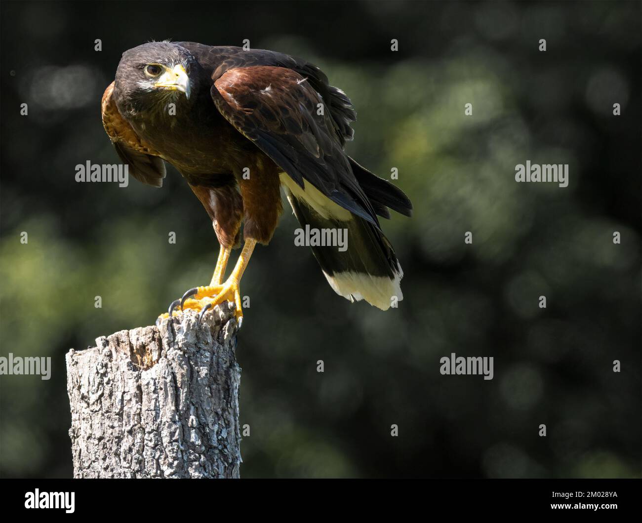 Harris Hawk ( Parabuteo Unicinctus ) Perched On Tree Stump Staring Backward Side View Stock Photo