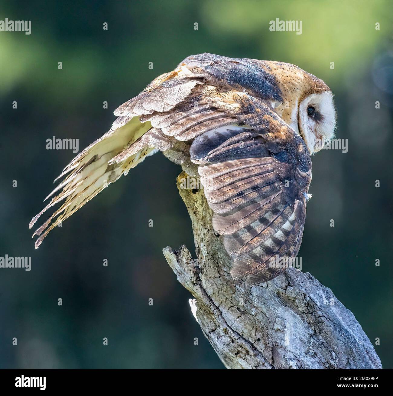 Common Barn Owl Tyto Alba Side View Wing Raised Head Down Looking At Camera Perched On Dead 