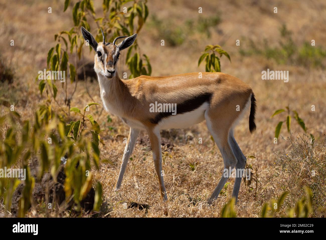 Thomson's gazelle (Eudorcas thomsonii Stock Photo - Alamy