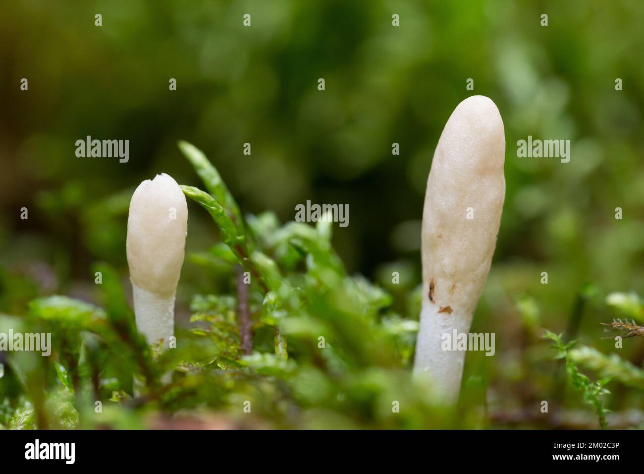 White buff fungi (Trichoderma leucopus) Stock Photo