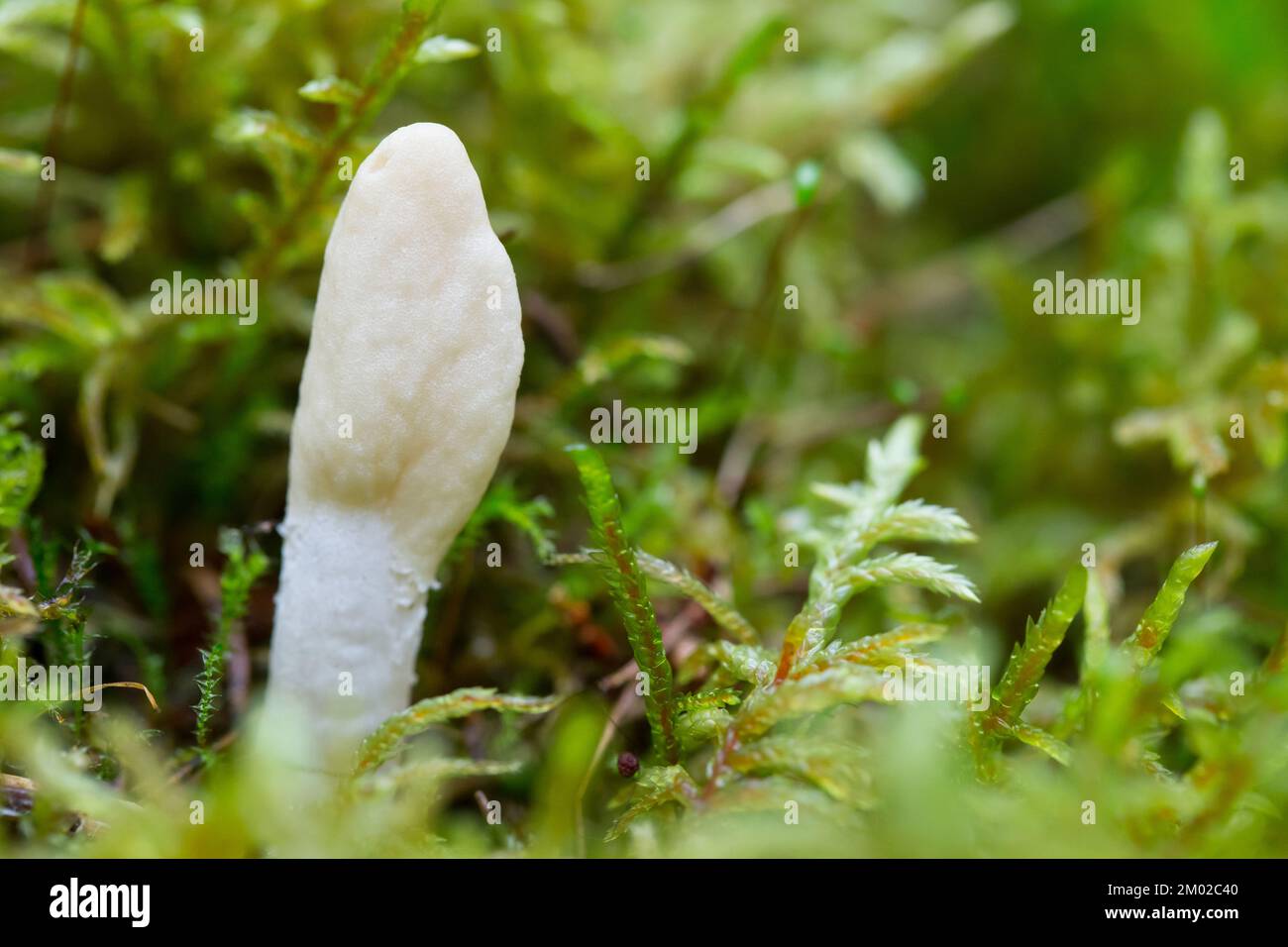 White buff fungi (Trichoderma leucopus) Stock Photo