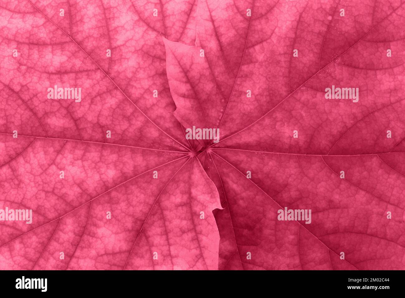Maple pink or viva magenta leaves close-up. Natural background. Horizontal and vertical. Copy space Stock Photo