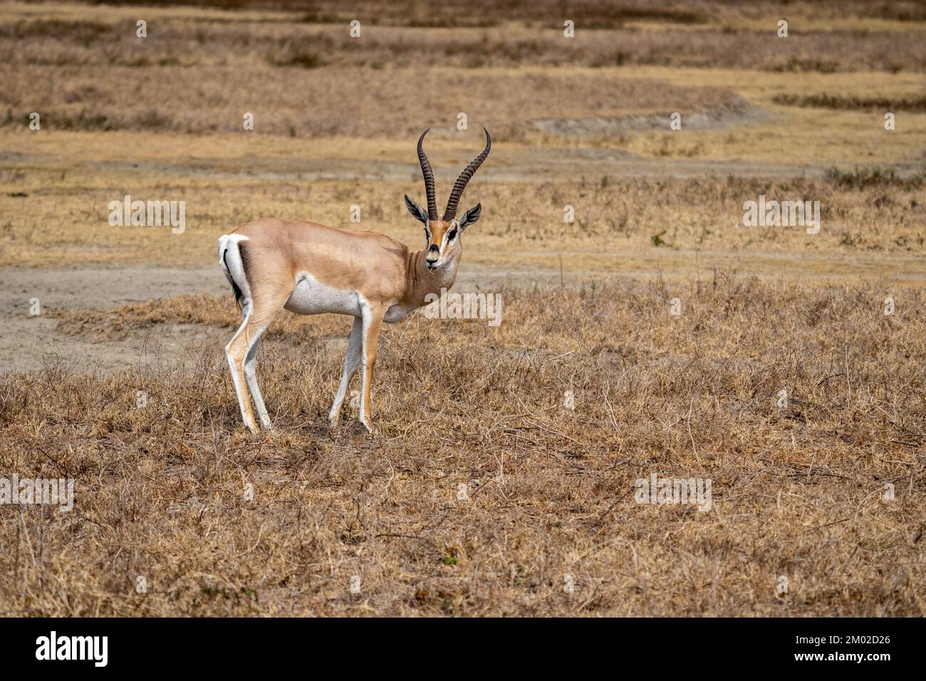 Gazelle gazelle hi-res stock photography and images - Alamy
