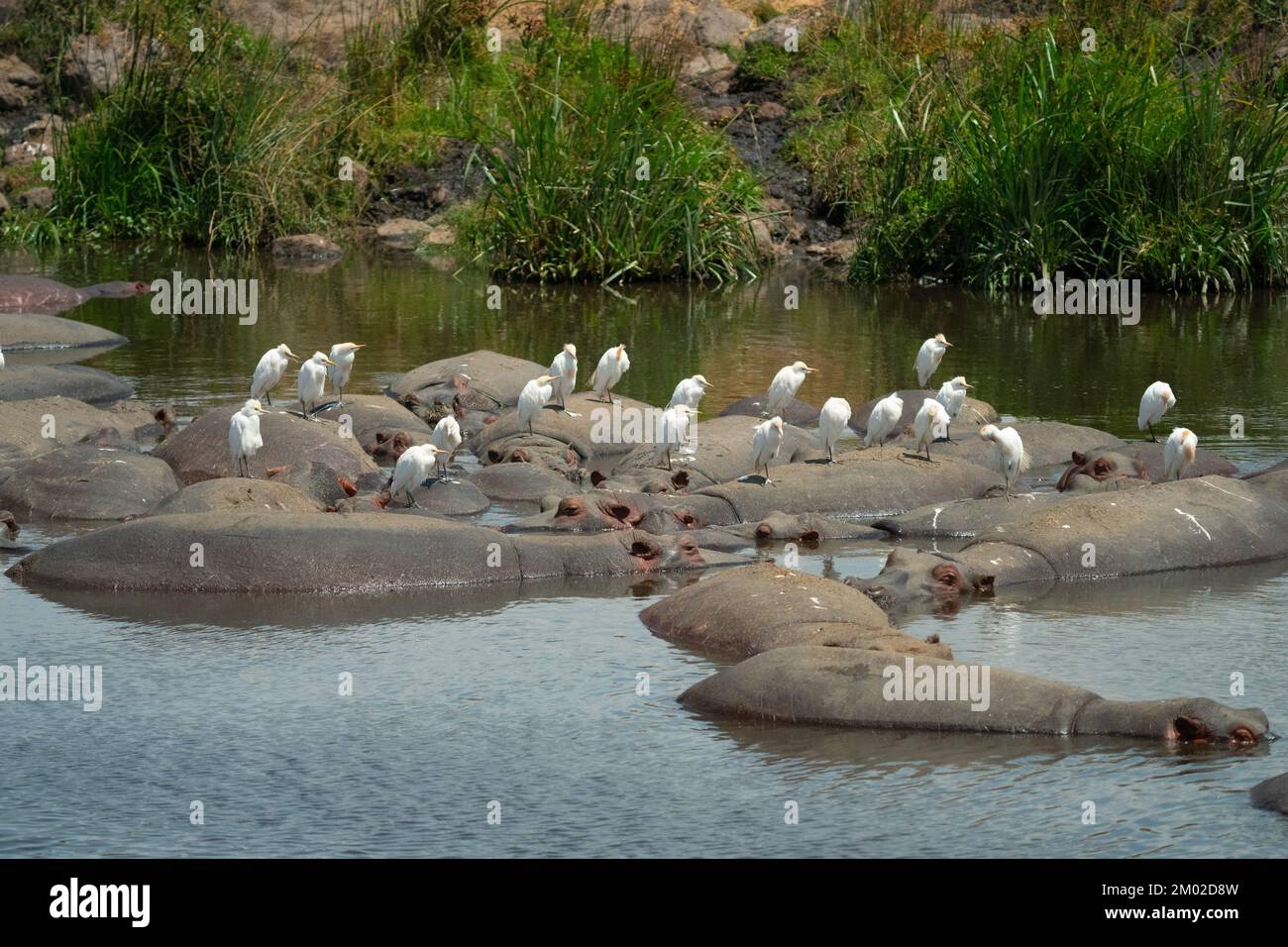 A herd of hippopotamus in the Serengeti with Cattle egret perched on them Stock Photo