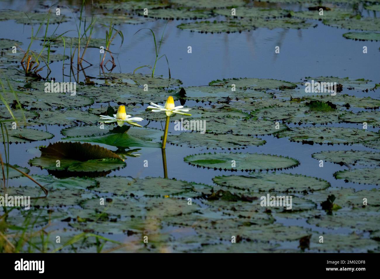 Water lilies in a lake in Africa Stock Photo