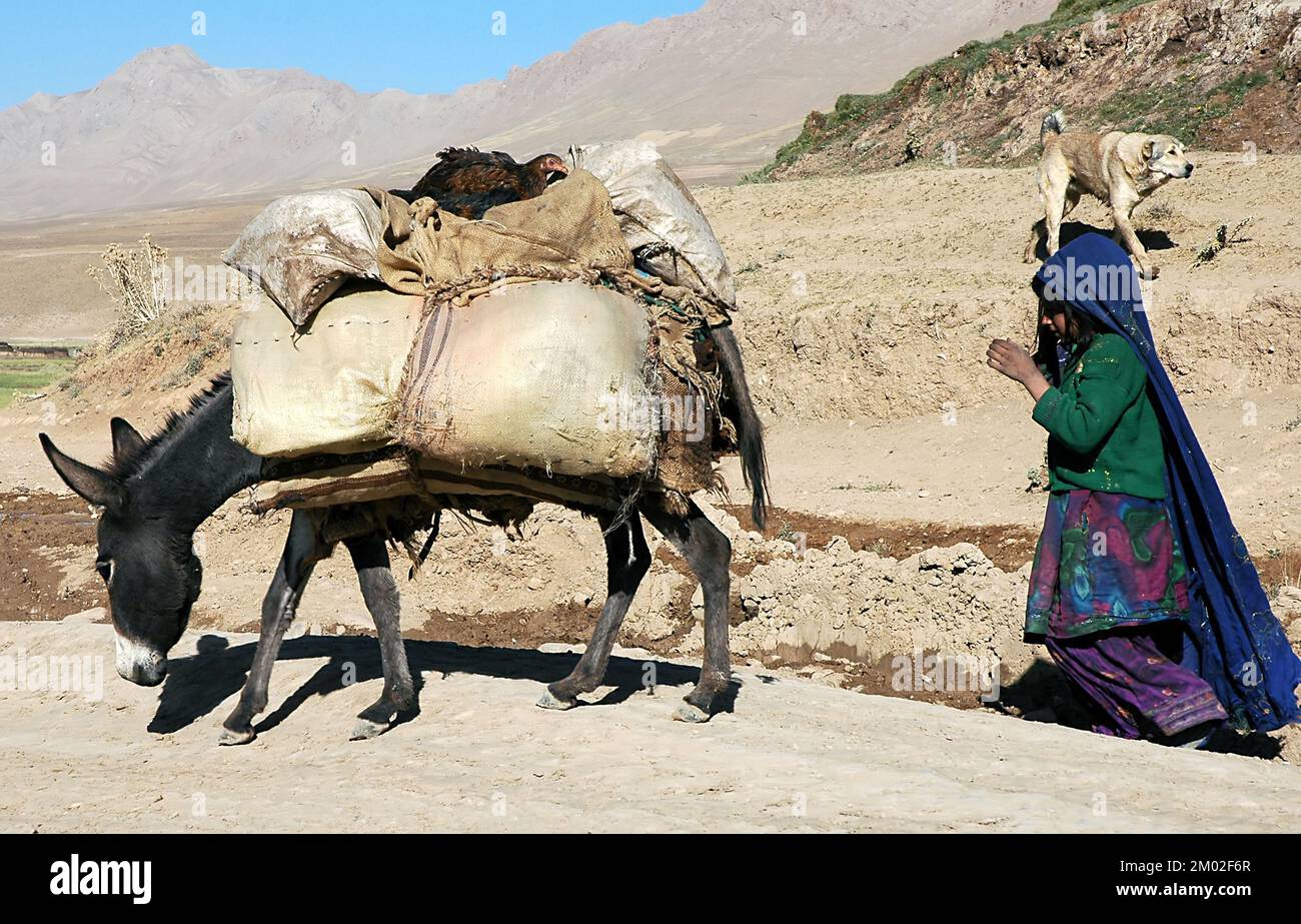 Chaghcharan, Ghor Province / Afghanistan: A girl walks with a laden donkey on a dusty track near Chaghcharan in a remote part of central  Afghanistan. Stock Photo