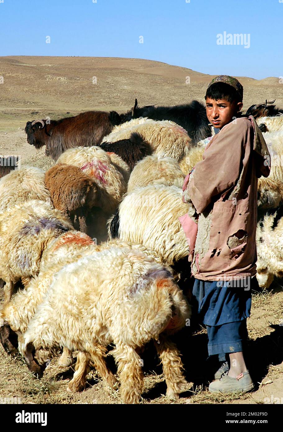Chaghcharan, Ghor Province / Afghanistan: A young shepherd tends his flock near Chaghcharan in a remote part of Central Afghanistan. Stock Photo