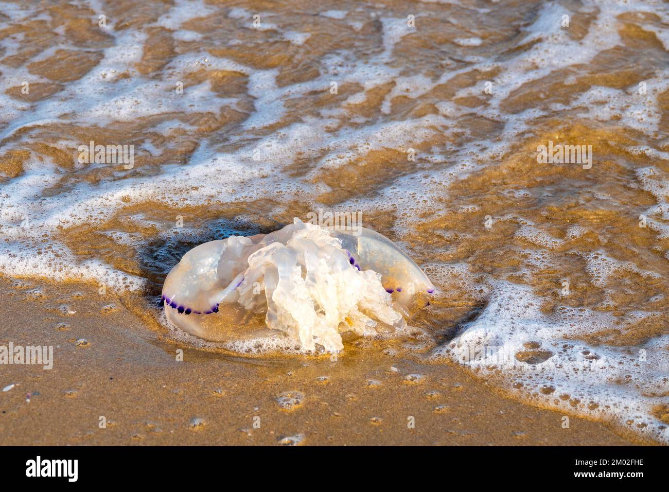 Rhizostoma Pulmo washed ashore at Silvi Marina, Italy Stock Photo