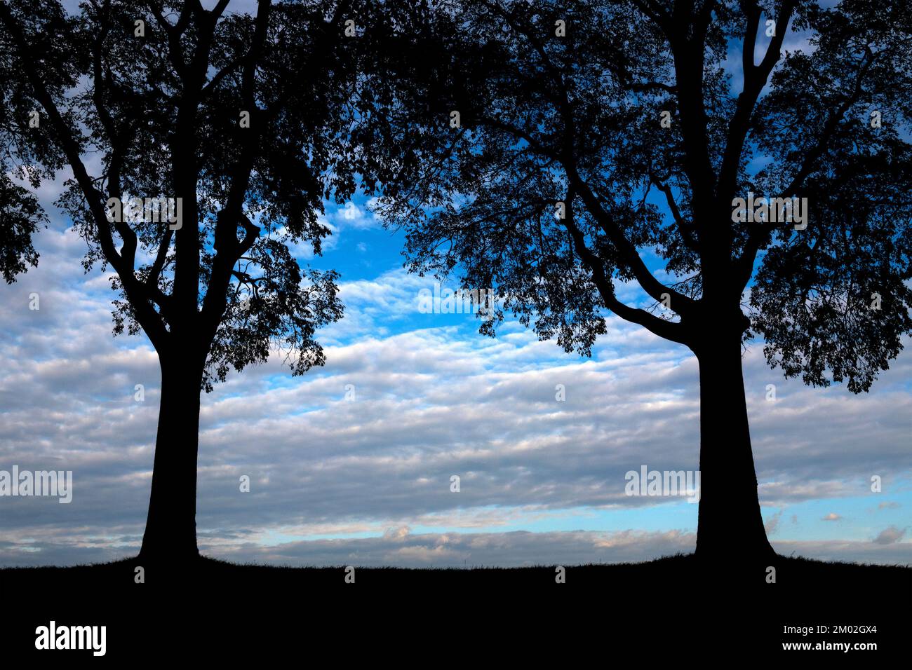 Silhouette of trees in the Rampari di Belfiore park, Ferrara, Italy Stock Photo