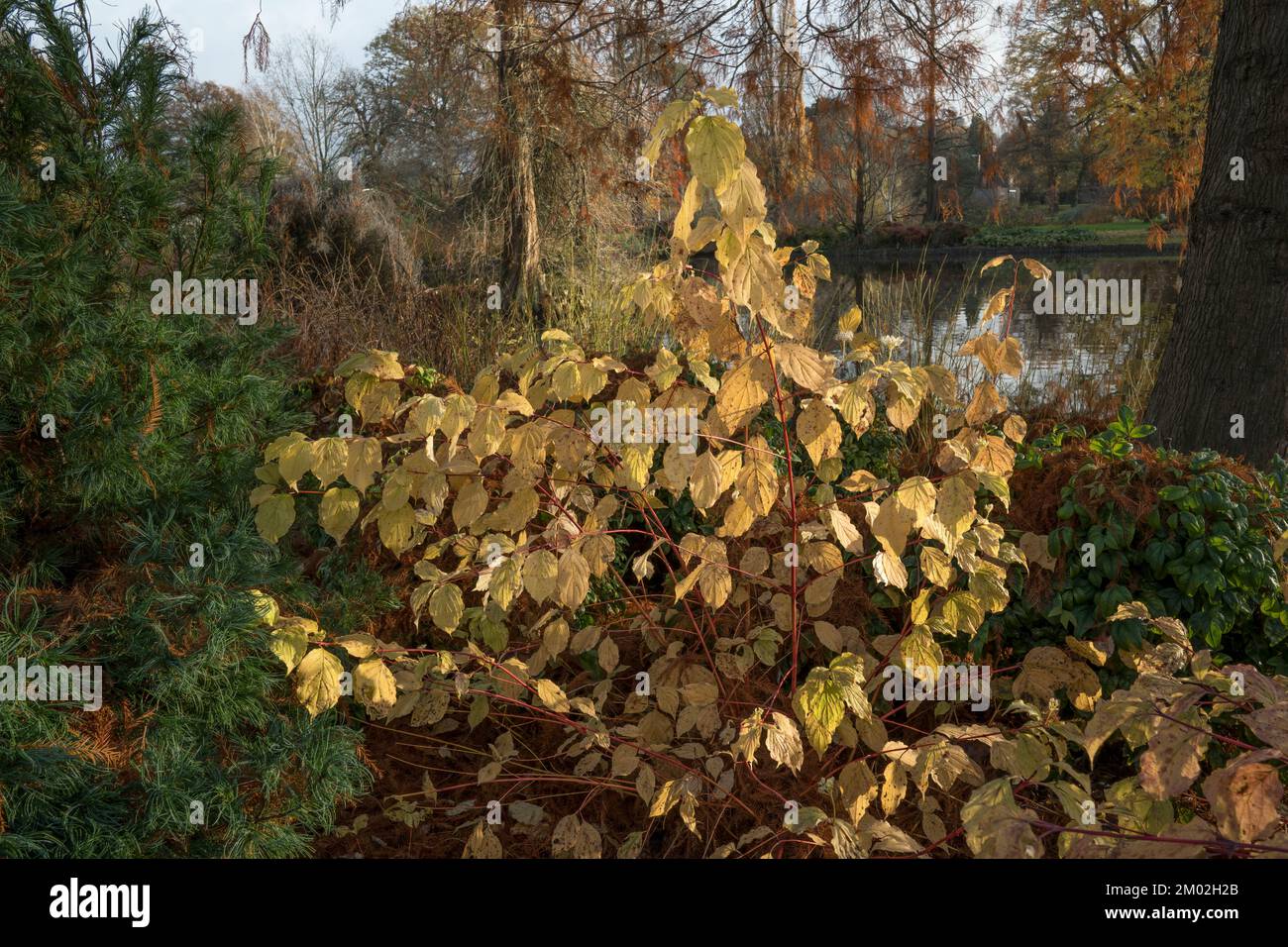 Cornus Sanguinea Leaves and flowers still on bush with the mild winters ...