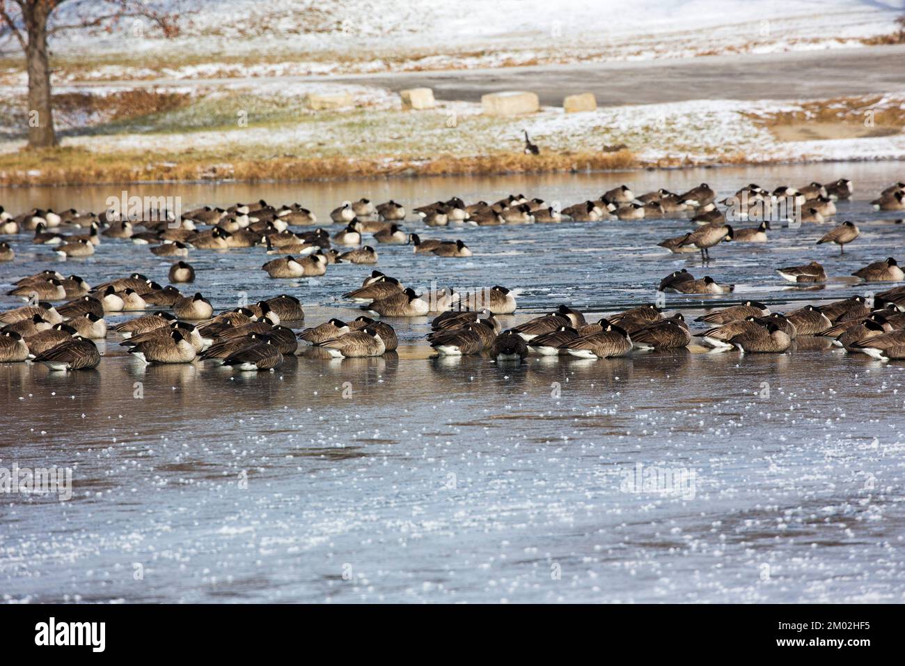 Geese In Kansas Canada goose Branta canadensis flock on frozen water, Lake Olathe, City ...