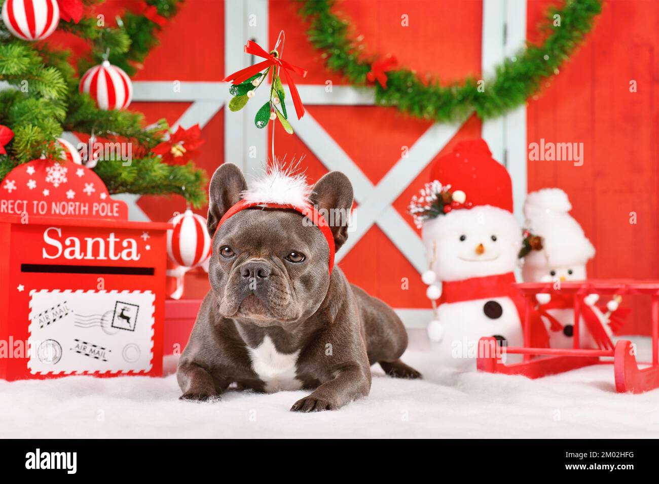 French Bulldog dog wearing Christmas mistletoe headband between festive decoration Stock Photo