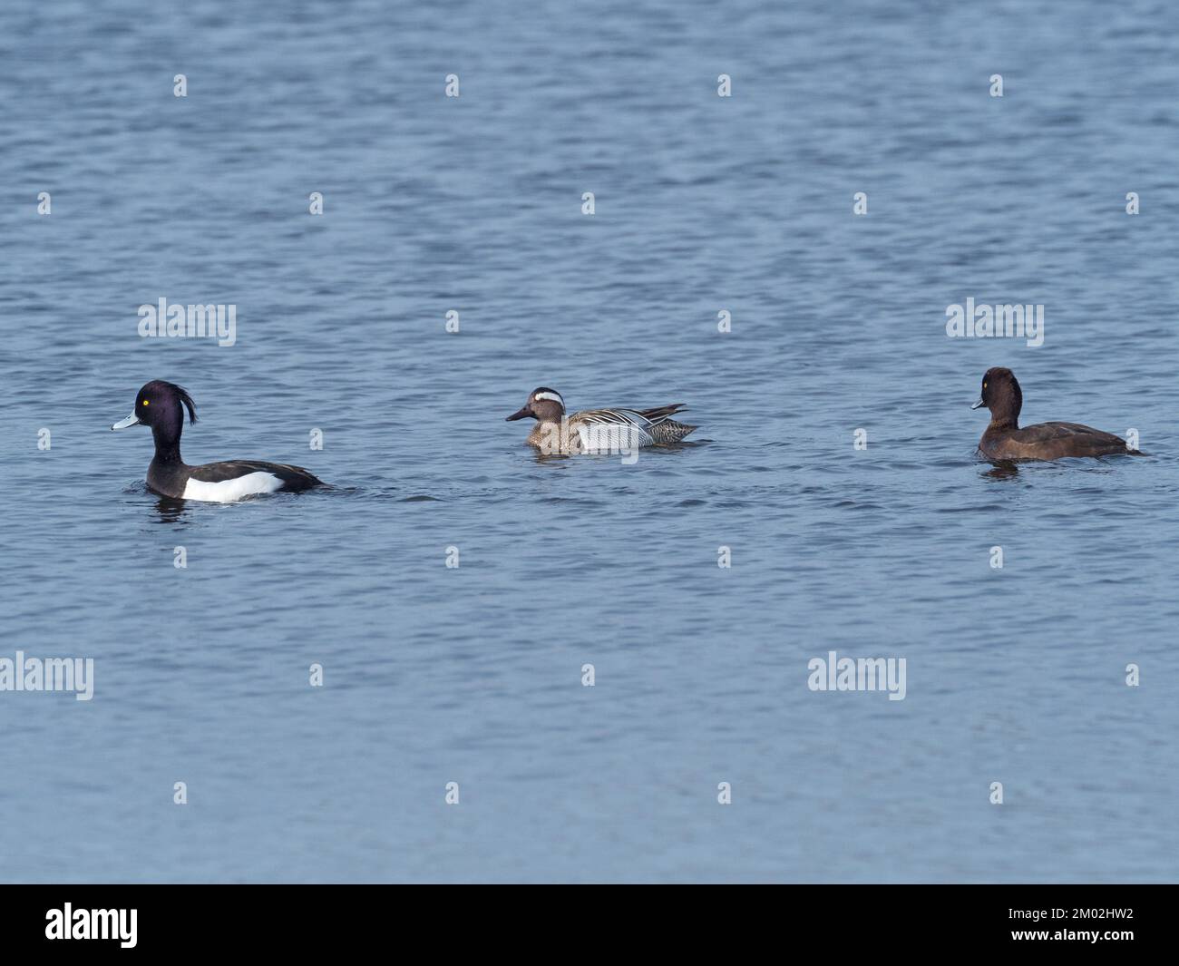 Garganey Anas querquedula male in a reedbed pool with a pair of Tufted ducks Aythya fuligula, Ham Wall RSPB Reserve, part of the Avalon Marshes, Somer Stock Photo