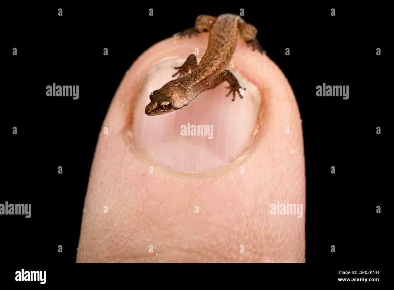 Amazonian dwarf gecko (Chatogekko amazonicus) Stock Photo