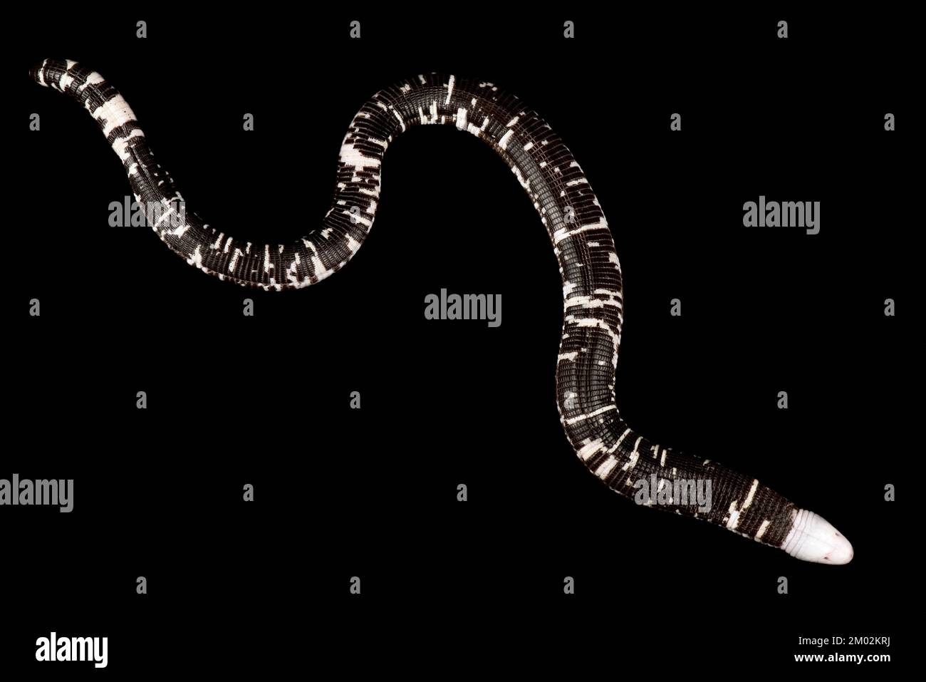 Blackandwhite worm lizard (Amphisbaena fuliginosa Stock Photo Alamy